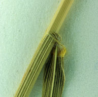 Image of California brome