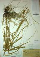 Image of fringed brome