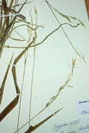 Image of fringed brome