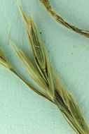 Image of fringed brome