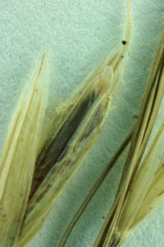 Imagem de Bromus ciliatus L.