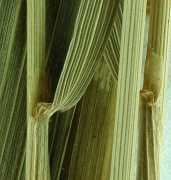 Imagem de Bromus ciliatus L.