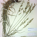 Image of Japanese brome