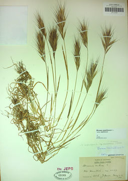 Image of <i>Bromus <i>madritensis</i></i> ssp. madritensis