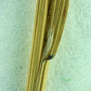Image of <i>Bromus <i>madritensis</i></i> ssp. madritensis