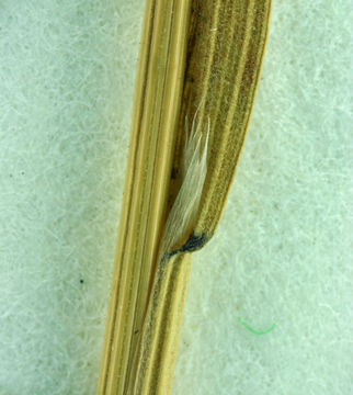 Image of <i>Bromus <i>madritensis</i></i> ssp. madritensis