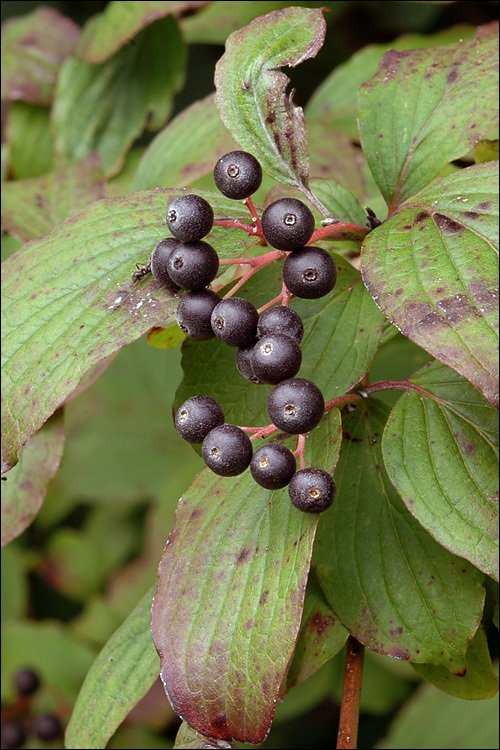 Imagem de Cornus sanguinea L.