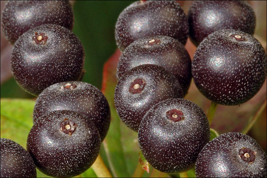 Imagem de Cornus sanguinea L.