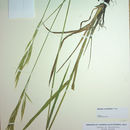 Image of Orcutt's brome