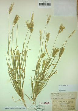 Image of feather fingergrass