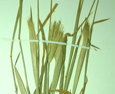 Image of feather fingergrass