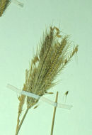 Image of feather fingergrass