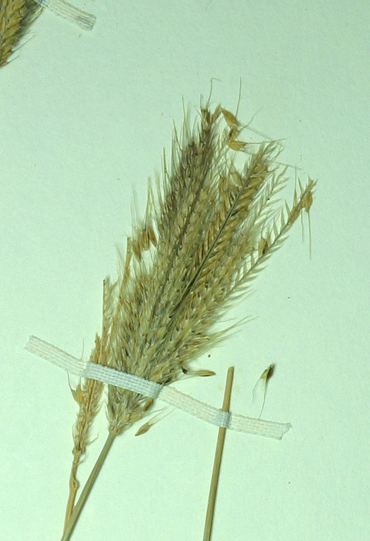 Image of feather fingergrass