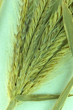 Image of feather fingergrass