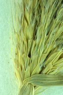 Image of feather fingergrass