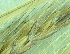 Image of feather fingergrass