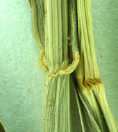 Image of feather fingergrass