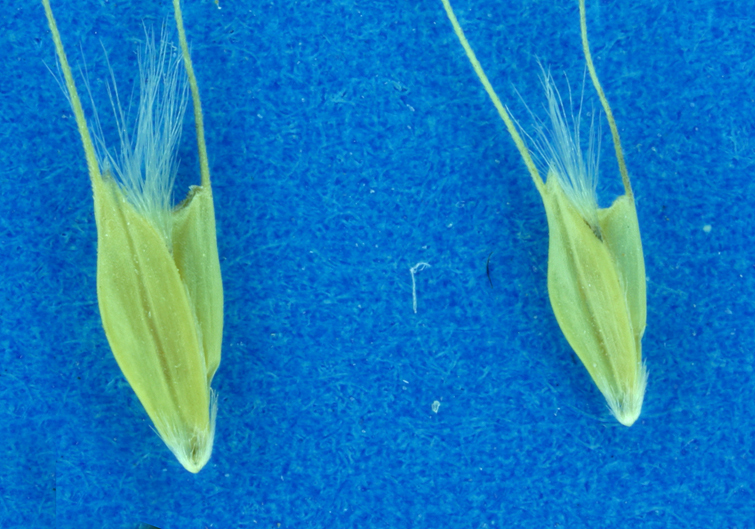 Image of feather fingergrass