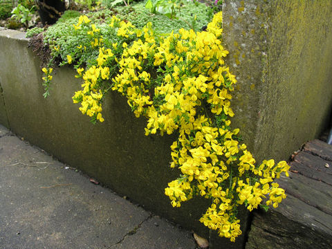 Plancia ëd Cytisus procumbens (Willd.) Spreng.