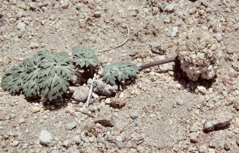 Cymopterus globosus (S. Wats.) S. Wats. resmi