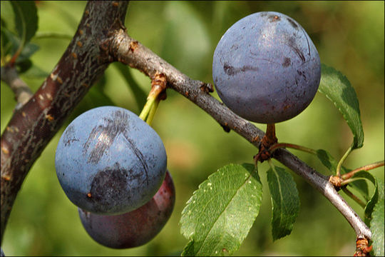 Image of Blackthorn