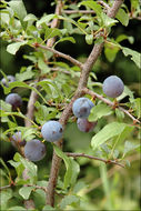 Image of Blackthorn