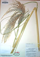 Image of purple pampas grass