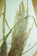 Image of purple pampas grass