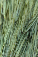 Plancia ëd Cortaderia jubata (Lemoine) Stapf