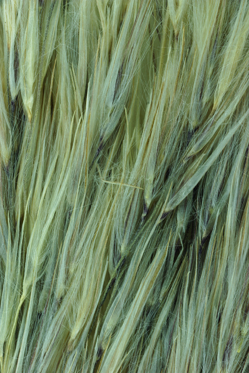 Image of purple pampas grass