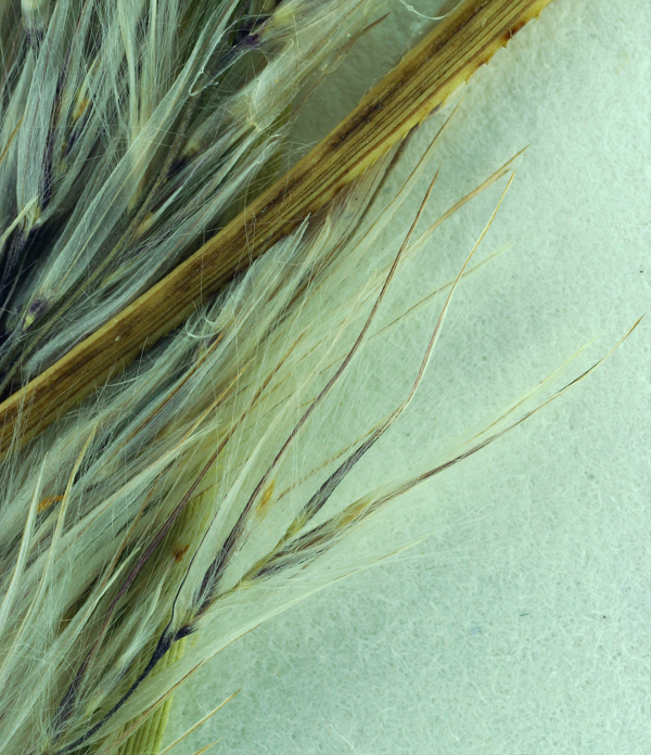 Cortaderia jubata (Lemoine) Stapf的圖片