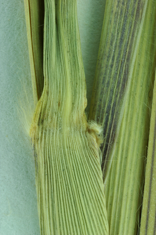 Image of purple pampas grass