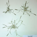 Image of foxtail pricklegrass