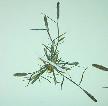 Image of <i>Crypsis alopecuroides</i>