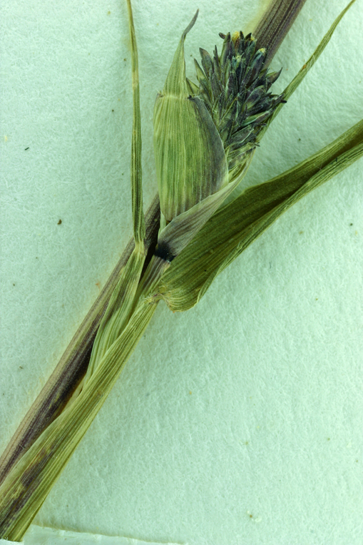 Image of <i>Crypsis schoenoides</i>