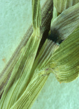 Image of <i>Crypsis schoenoides</i>