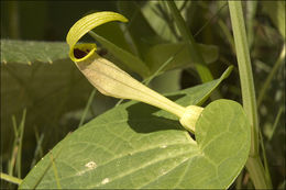 Image of Aristolochia lutea Desf.