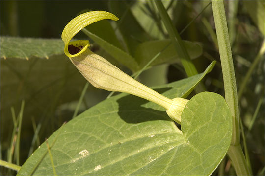 Image of Aristolochia lutea Desf.