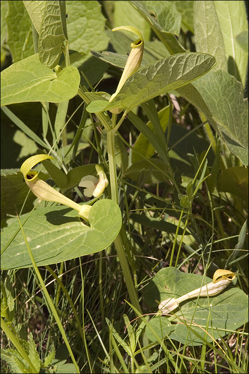 Image of Aristolochia lutea Desf.