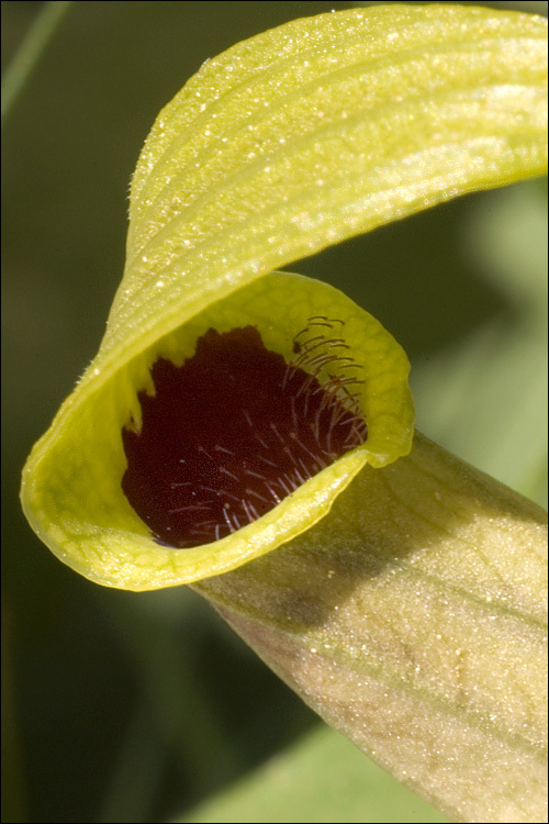 Image of Aristolochia lutea Desf.