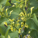 Imagem de Aristolochia clematitis L.