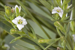 Image of Thesium alpinum L.