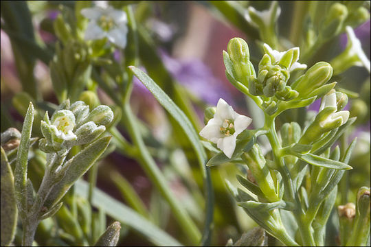 Image of Thesium alpinum L.