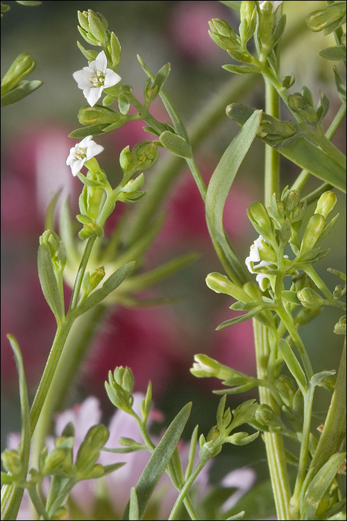 Image of Thesium alpinum L.