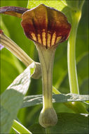 Image de Aristoloche à feuilles rondes