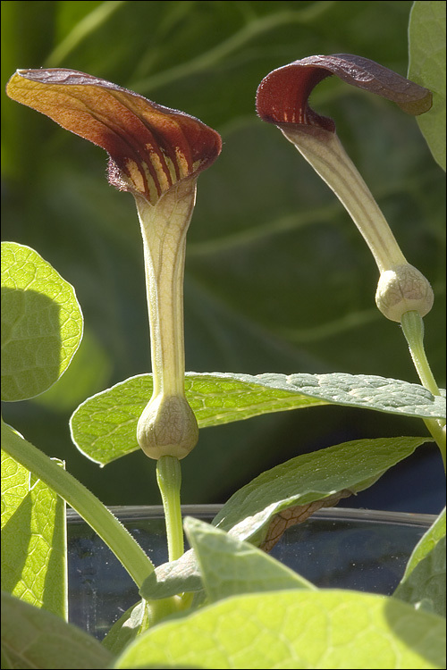 Image de Aristoloche à feuilles rondes