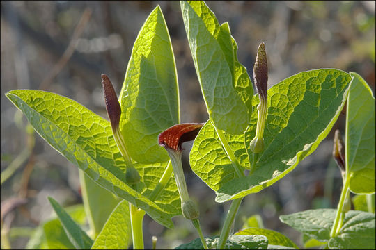 Image of Smearwort