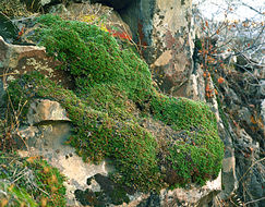 Image of Hansen's spikemoss