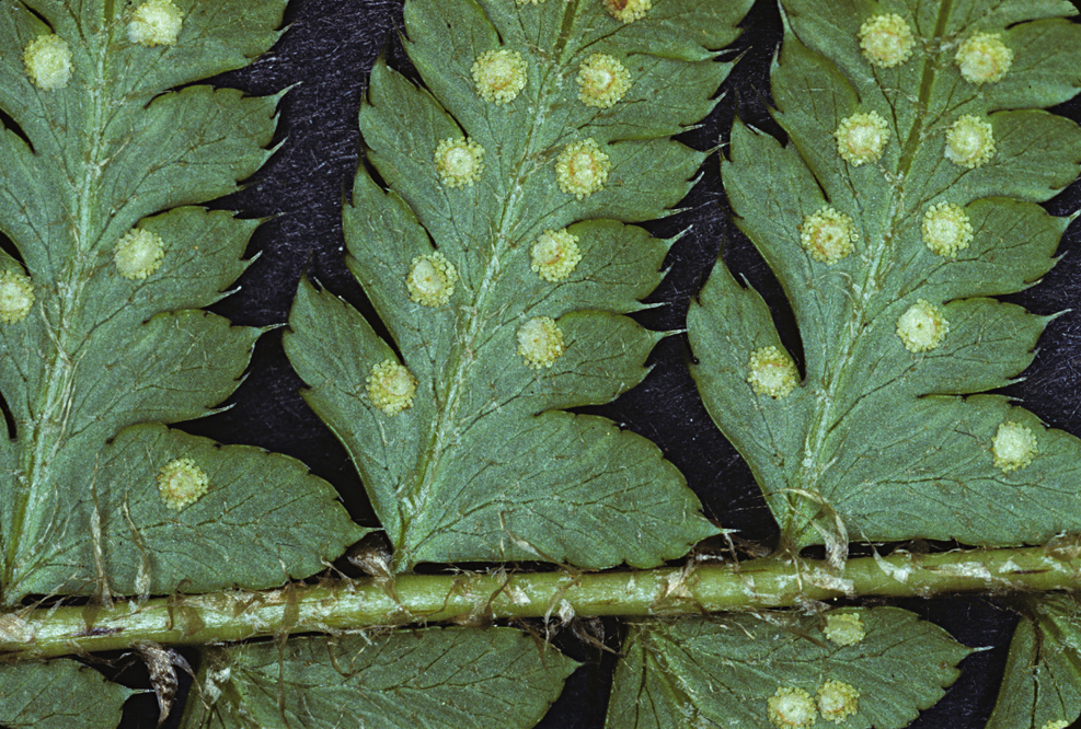 Polystichum andersonii Hopkins的圖片