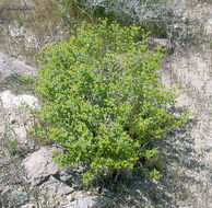 Euphorbia schizoloba Engelm. resmi